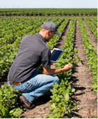 back view of man holding an ipad and looking at crops at a farm